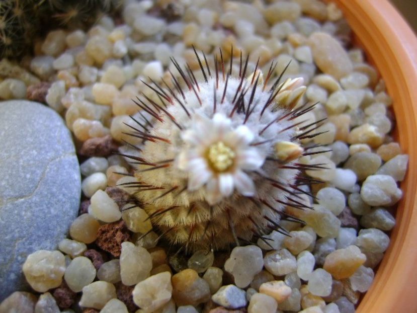 Mammillaria perezdelarosae ssp. andersoniana - Cactusi 2020 evolutie