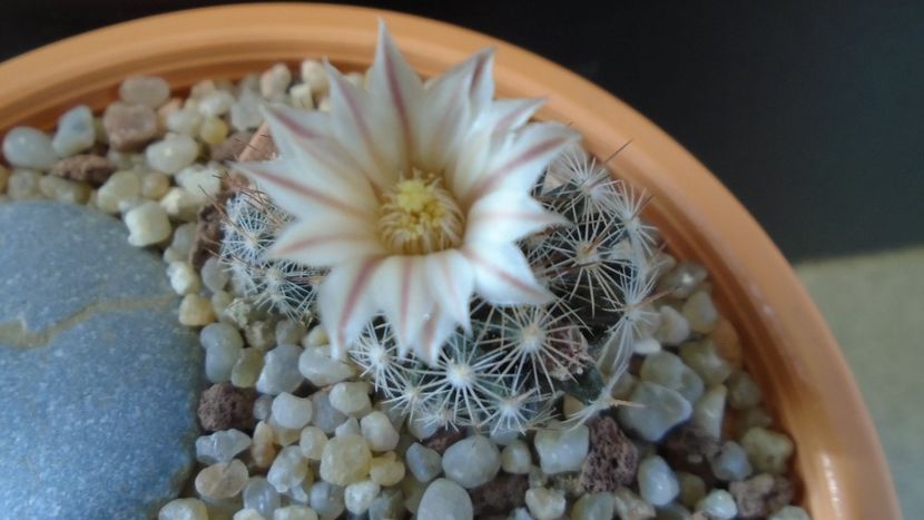 Mammillaria coahuilensis ssp. albiarmata - Cactusi 2020 evolutie
