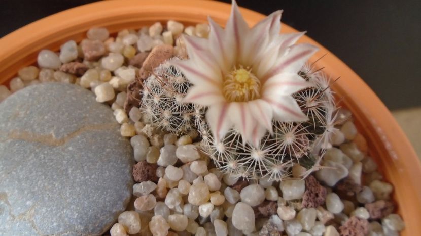 Mammillaria coahuilensis ssp. albiarmata - Cactusi 2020 evolutie