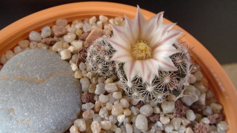 Mammillaria coahuilensis ssp. albiarmata - Cactusi 2020 evolutie
