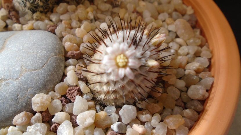 Mammillaria perezdelarosae ssp. andersoniana - Cactusi 2020 evolutie