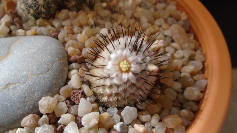 Mammillaria perezdelarosae ssp. andersoniana - Cactusi 2020 evolutie