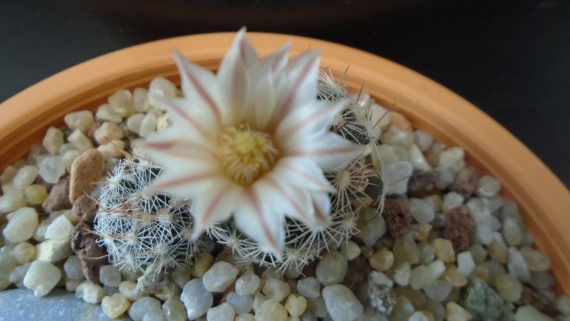 Mammillaria coahuilensis ssp. albiarmata - Cactusi 2020 evolutie