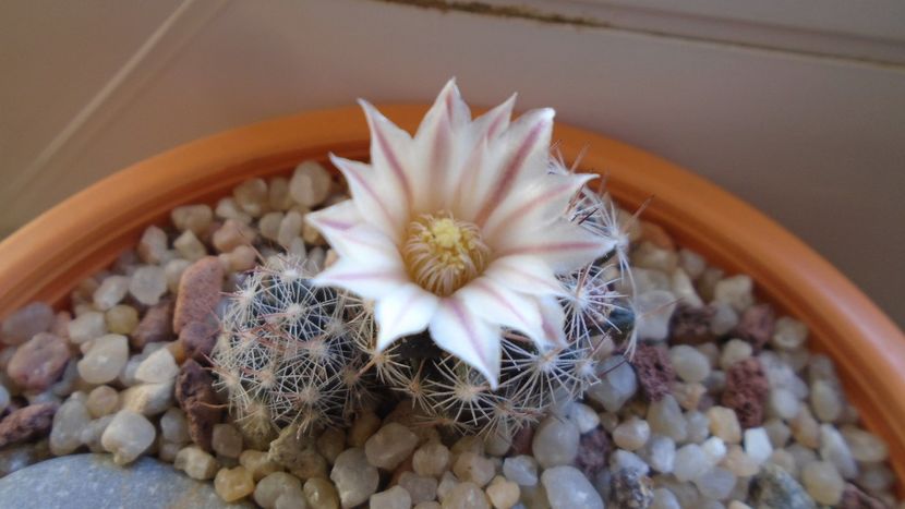 Mammillaria coahuilensis ssp. albiarmata - Cactusi 2020 evolutie