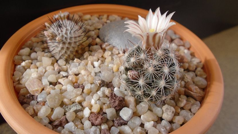 Mammillaria coahuilensis ssp. albiarmata - Cactusi 2020 evolutie