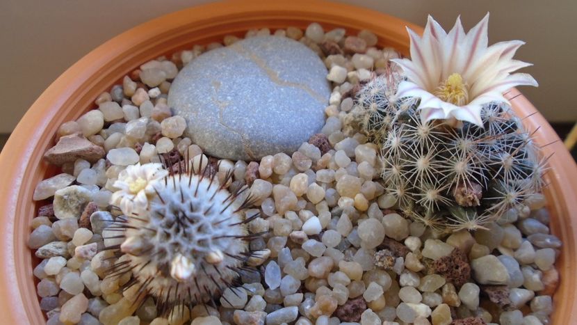 Mammillaria coahuilensis ssp. albiarmata - Cactusi 2020 evolutie