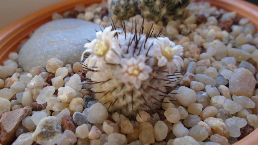 Mammillaria perezdelarosae ssp. andersoniana - Cactusi 2020 evolutie