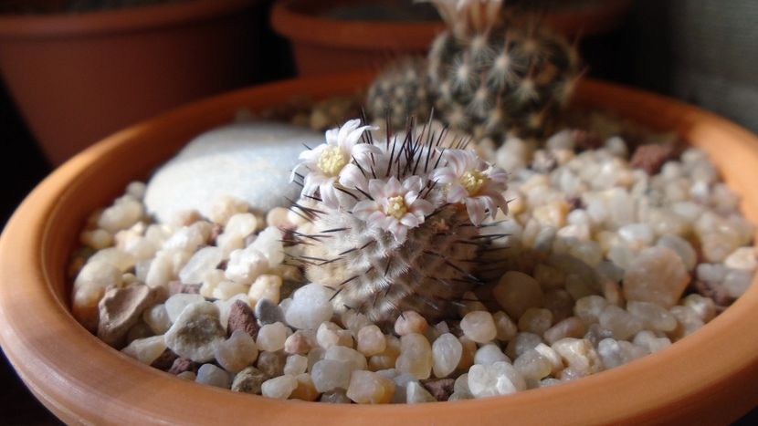 Mammillaria perezdelarosae ssp. andersoniana - Cactusi 2020 evolutie