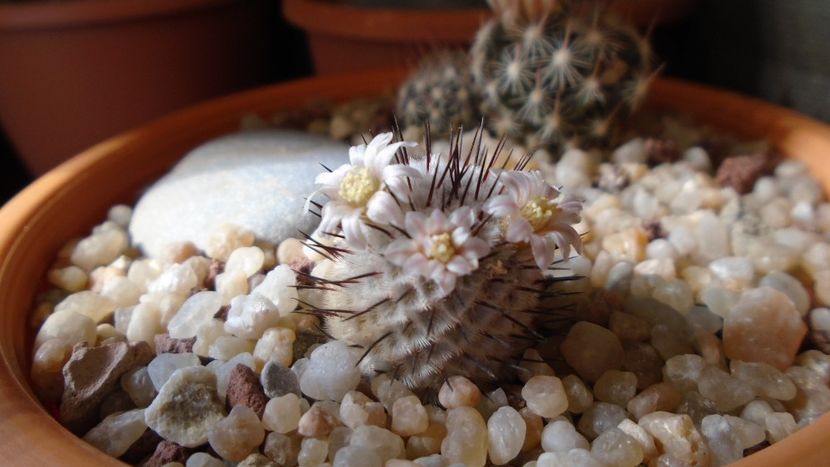 Mammillaria perezdelarosae ssp. andersoniana - Cactusi 2020 evolutie