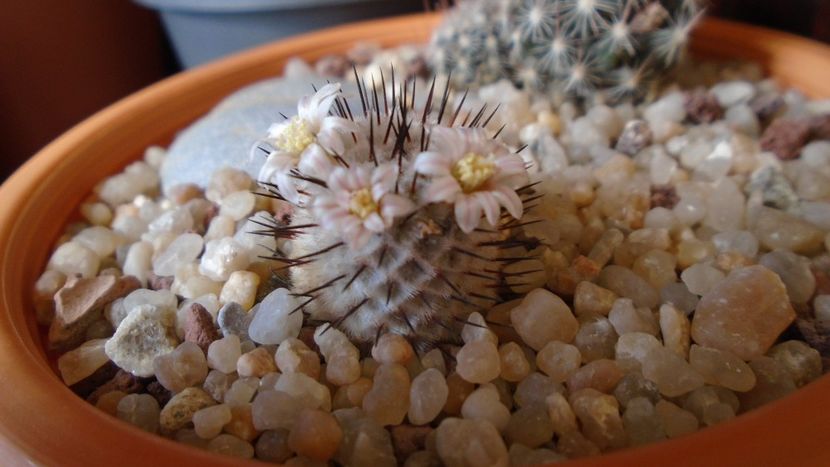 Mammillaria perezdelarosae ssp. andersoniana - Cactusi 2020 evolutie