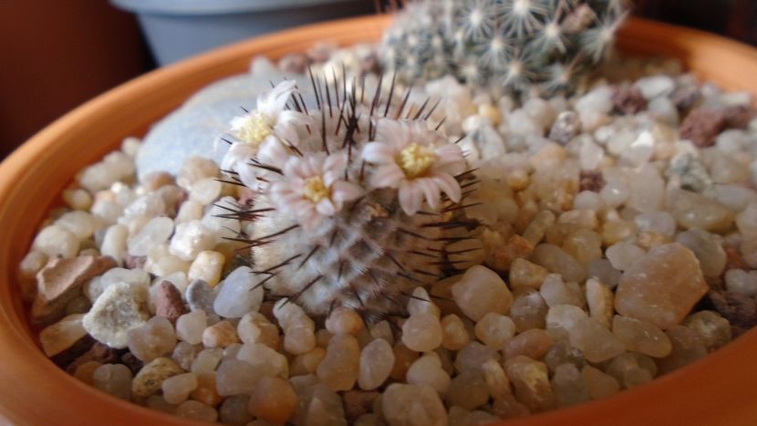 Mammillaria perezdelarosae ssp. andersoniana - Cactusi 2020 evolutie