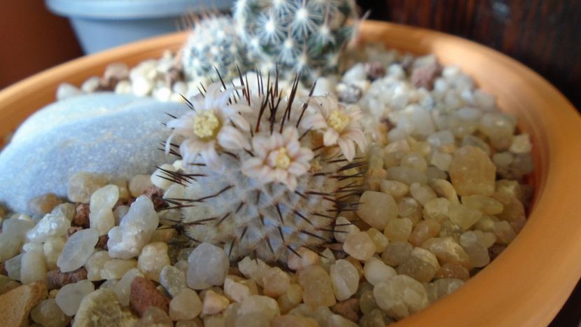 Mammillaria perezdelarosae ssp. andersoniana - Cactusi 2020 evolutie