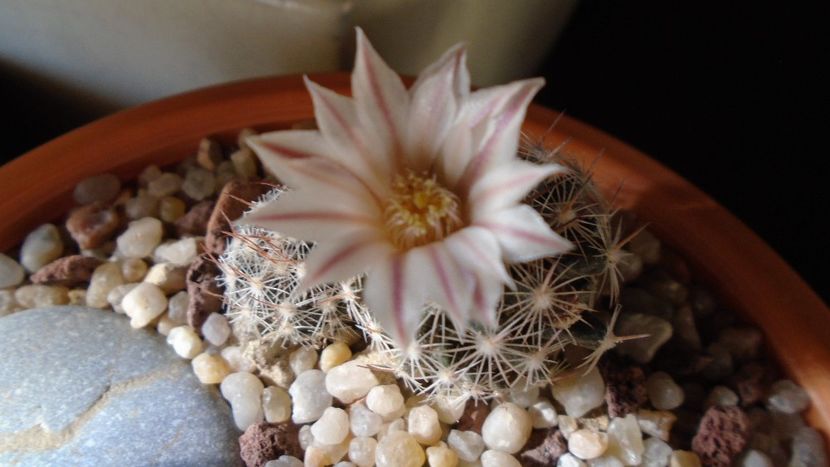 Mammillaria coahuilensis ssp. albiarmata - Cactusi 2020 evolutie