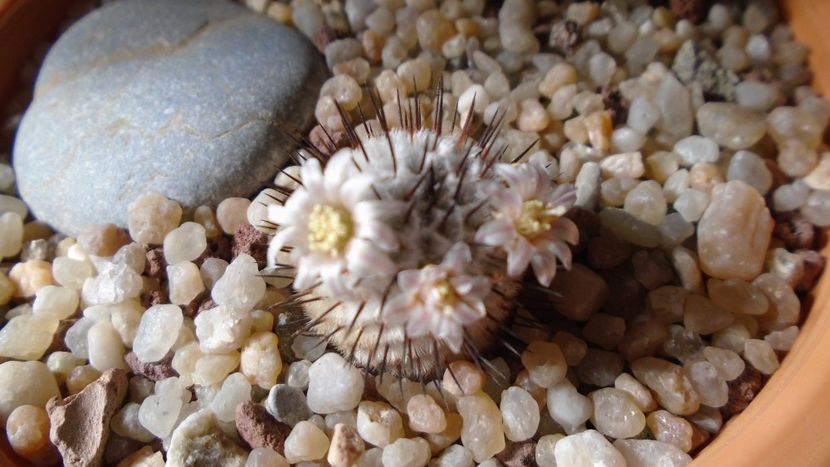 Mammillaria perezdelarosae ssp. andersoniana - Cactusi 2020 evolutie