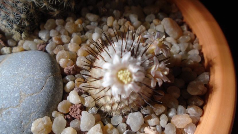 Mammillaria perezdelarosae ssp. andersoniana - Cactusi 2020 evolutie