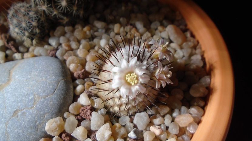 Mammillaria perezdelarosae ssp. andersoniana - Cactusi 2020 evolutie