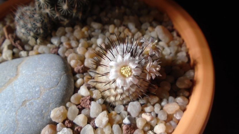 8 mart. 2020: Mammillaria perezdelarosae ssp. andersoniana - Flori in plina iarna