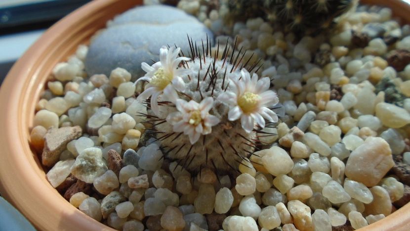 Mammillaria perezdelarosae ssp. andersoniana - Cactusi 2020 evolutie
