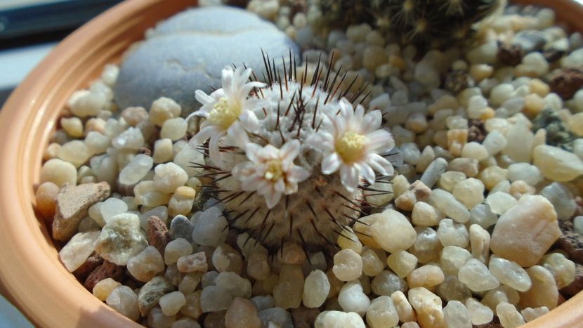 Mammillaria perezdelarosae ssp. andersoniana - Cactusi 2020 evolutie