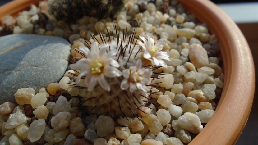 8 mart. 2020: Mammillaria perezdelarosae ssp. andersoniana - Flori in plina iarna