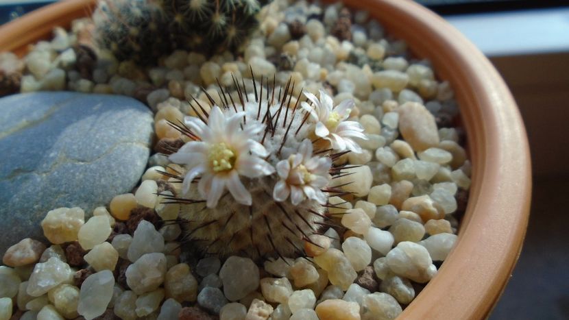 Mammillaria perezdelarosae ssp. andersoniana - Cactusi 2020 evolutie