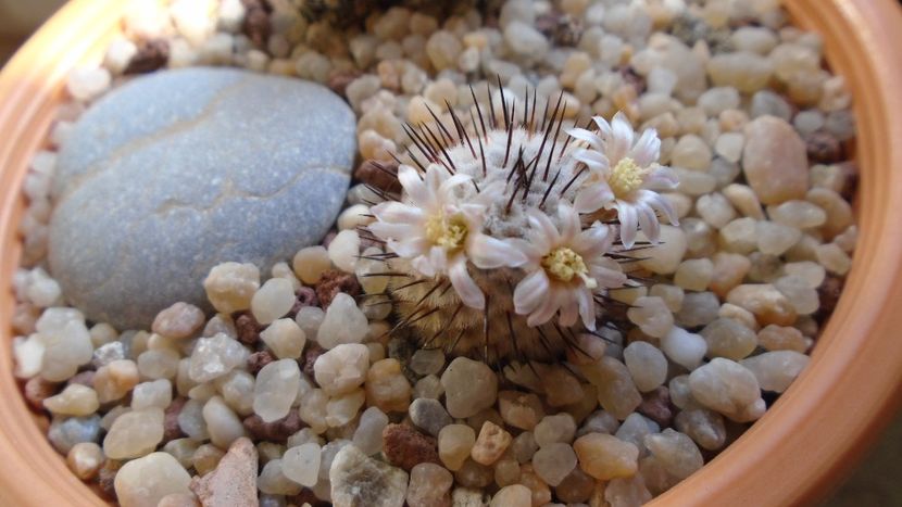 Mammillaria perezdelarosae ssp. andersoniana - Cactusi 2020 evolutie