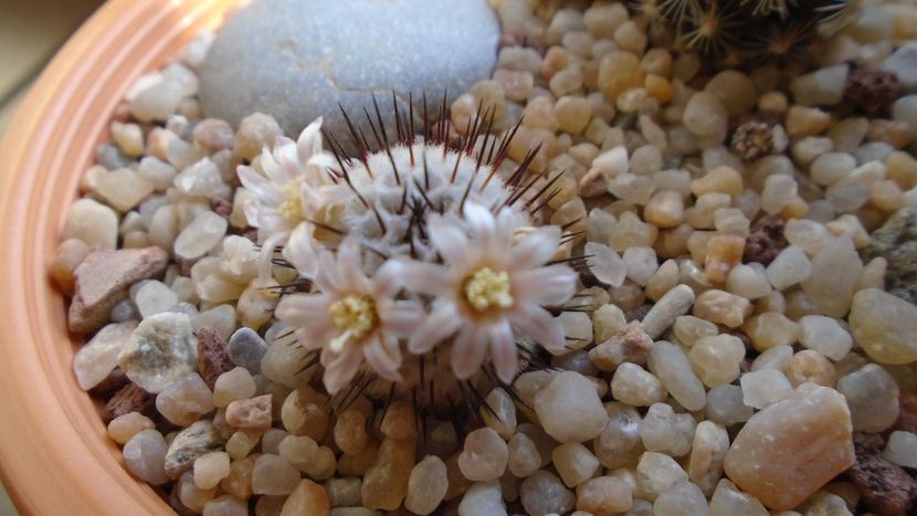 Mammillaria perezdelarosae ssp. andersoniana - Cactusi 2020 evolutie