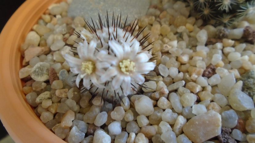 Mammillaria perezdelarosae ssp. andersoniana - Cactusi 2020 evolutie