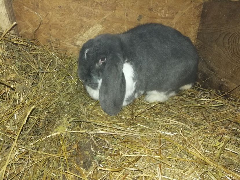  - ARHIVA IEPURI ce am avut câteva exemplare