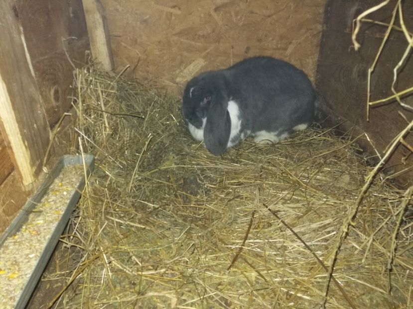  - ARHIVA IEPURI ce am avut câteva exemplare