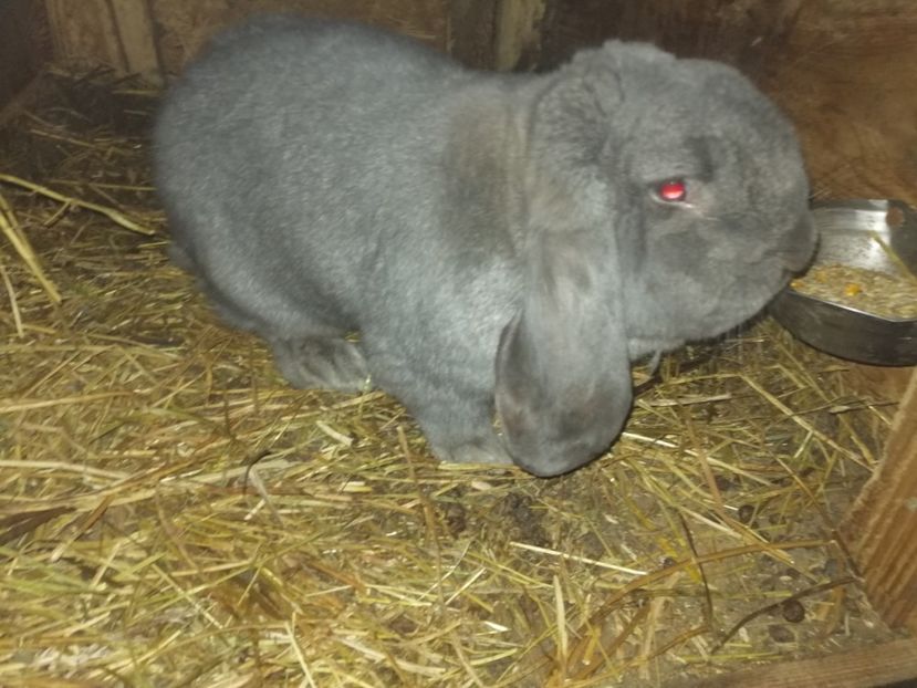  - ARHIVA IEPURI ce am avut câteva exemplare