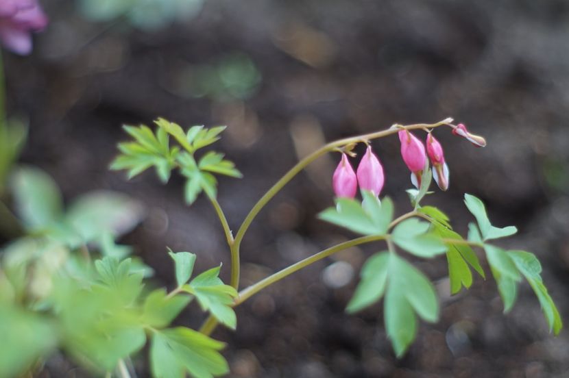  - Martie 2019- Martie 2020