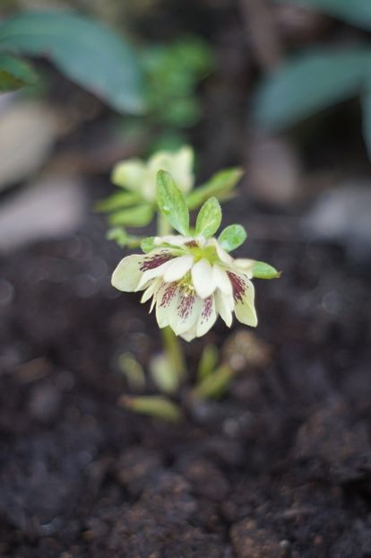  - Martie 2019- Martie 2020