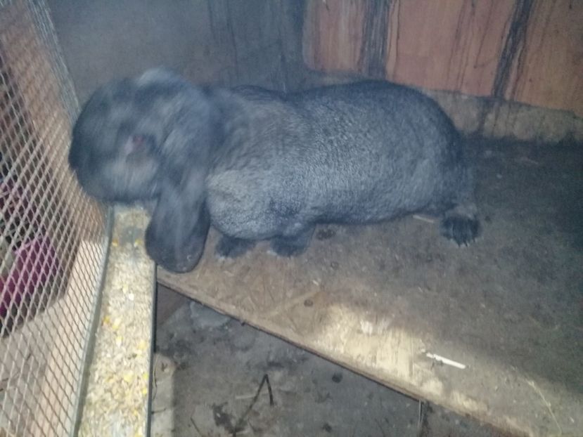  - ARHIVA IEPURI ce am avut câteva exemplare