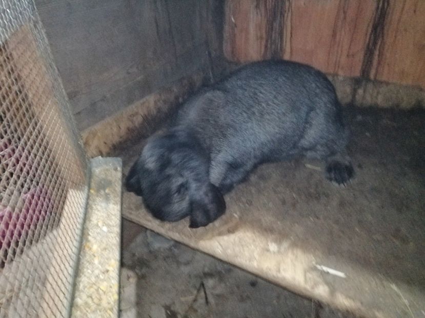  - ARHIVA IEPURI ce am avut câteva exemplare