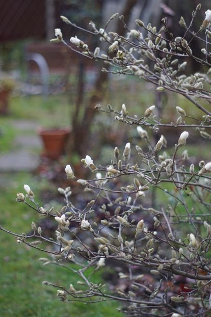  - Martie 2019- Martie 2020