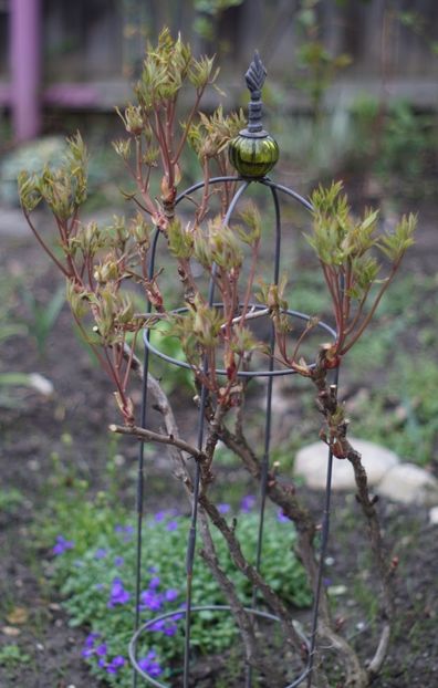  - Martie 2019- Martie 2020