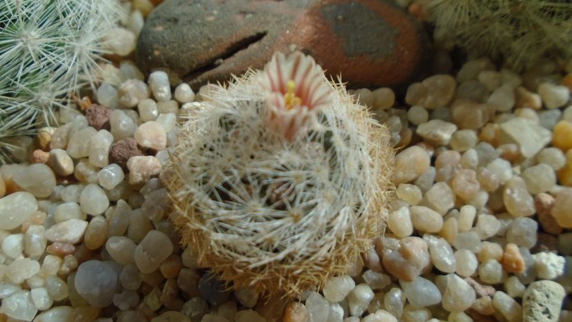 Mammillaria lasiacantha v. denudata - Cactusi 2020 evolutie