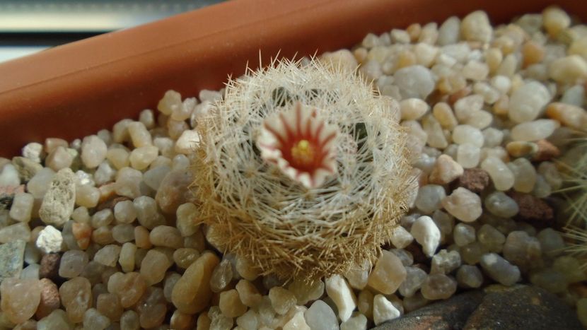Mammillaria lasiacantha v. denudata - Cactusi 2020 evolutie
