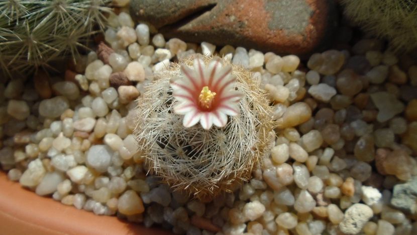 Mammillaria lasiacantha v. denudata - Cactusi 2020 evolutie