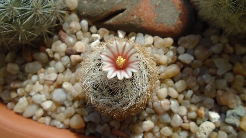 Mammillaria lasiacantha v. denudata - Cactusi 2020 evolutie