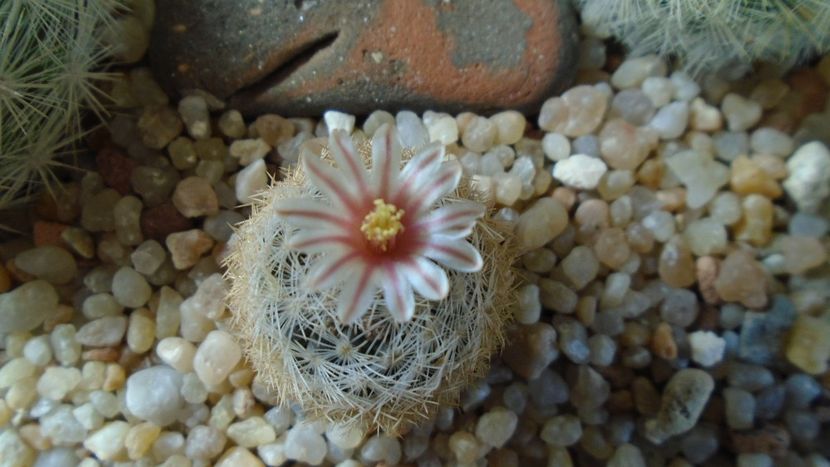 Mammillaria lasiacantha v. denudata - Cactusi 2020 evolutie