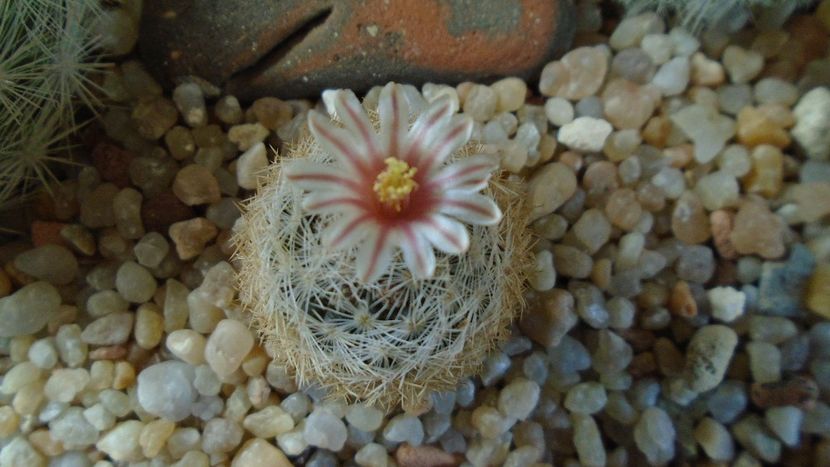 Mammillaria lasiacantha v. denudata - Cactusi 2020 evolutie