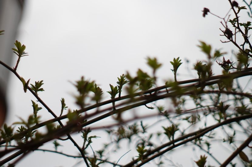  - Martie 2019- Martie 2020