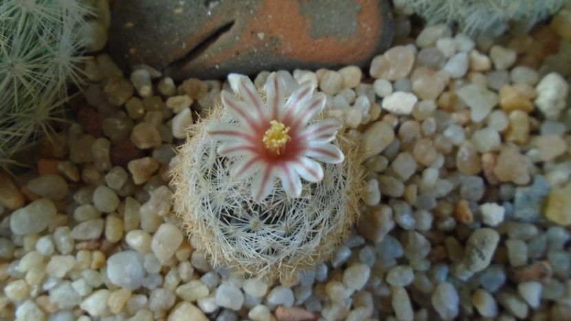 8 mart. 2020: Mammillaria lasiacantha v. denudata - Flori in plina iarna