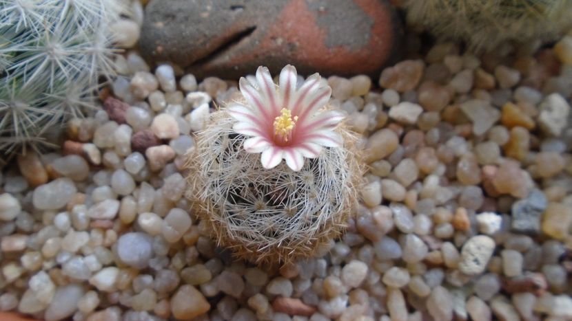 Mammillaria lasiacantha v. denudata - Cactusi 2020 evolutie