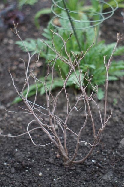  - Martie 2019- Martie 2020