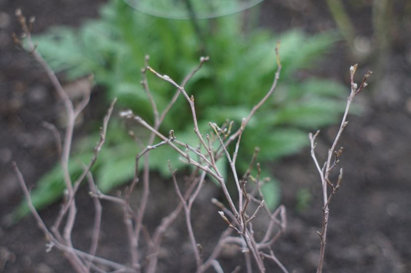  - Martie 2019- Martie 2020