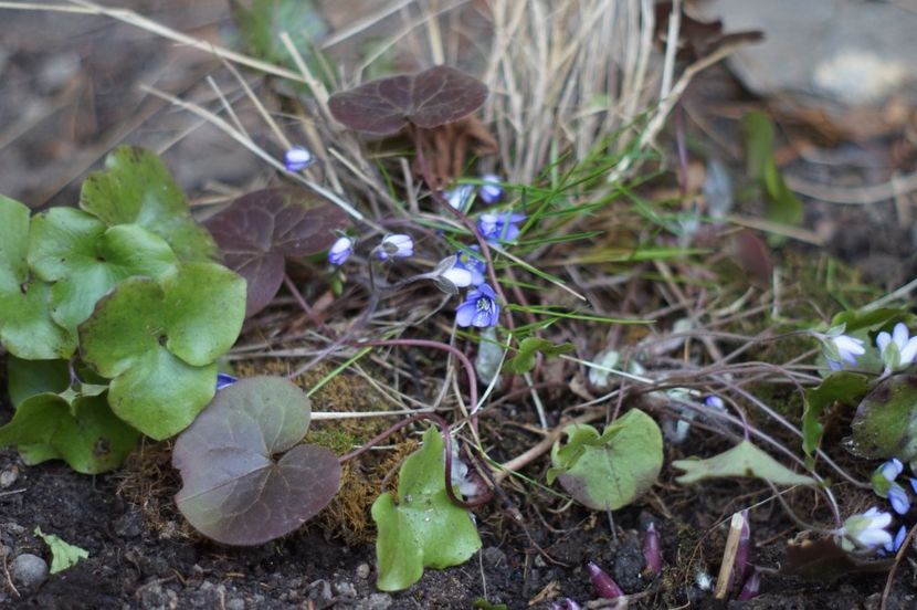  - Martie 2019- Martie 2020