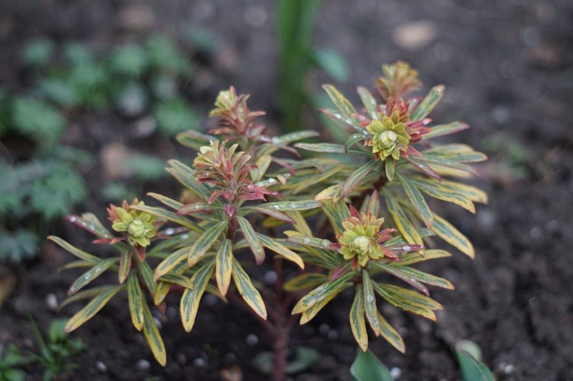  - Martie 2019- Martie 2020